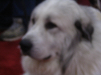 Pyrenean  Mountain Dog