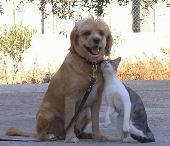 Dogs and Cats do love each other!