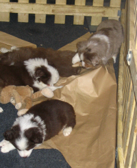 Puppy Miniature Austrialian Sheppards