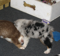 Puppies at play