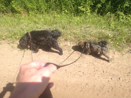 Sydney learning to walk with Bogey